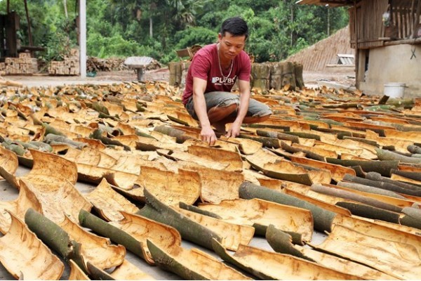 Tìm hiểu nghề trồng quế và mô hình đầu tư sản xuất tinh dầu quế ở Yên Bái 