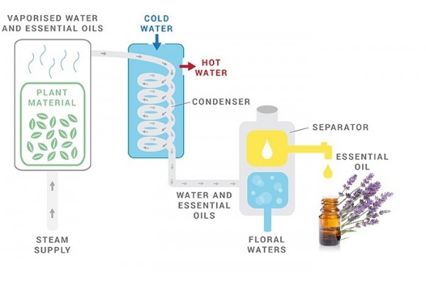 Cấu tạo của nồi chưng cất tinh dầu và phương pháp chiết xuất tinh dầu hiệu quả