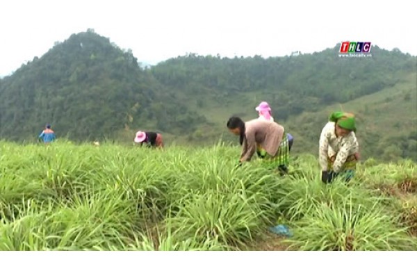 Chuyển đổi hiệu quả phương pháp chiết xuất tinh dầu sả từ thủ công sang chưng cất tự động